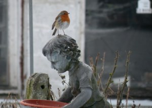 mr rougegorge a froid (3)