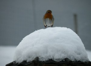 mr rougegorge a froid (5)