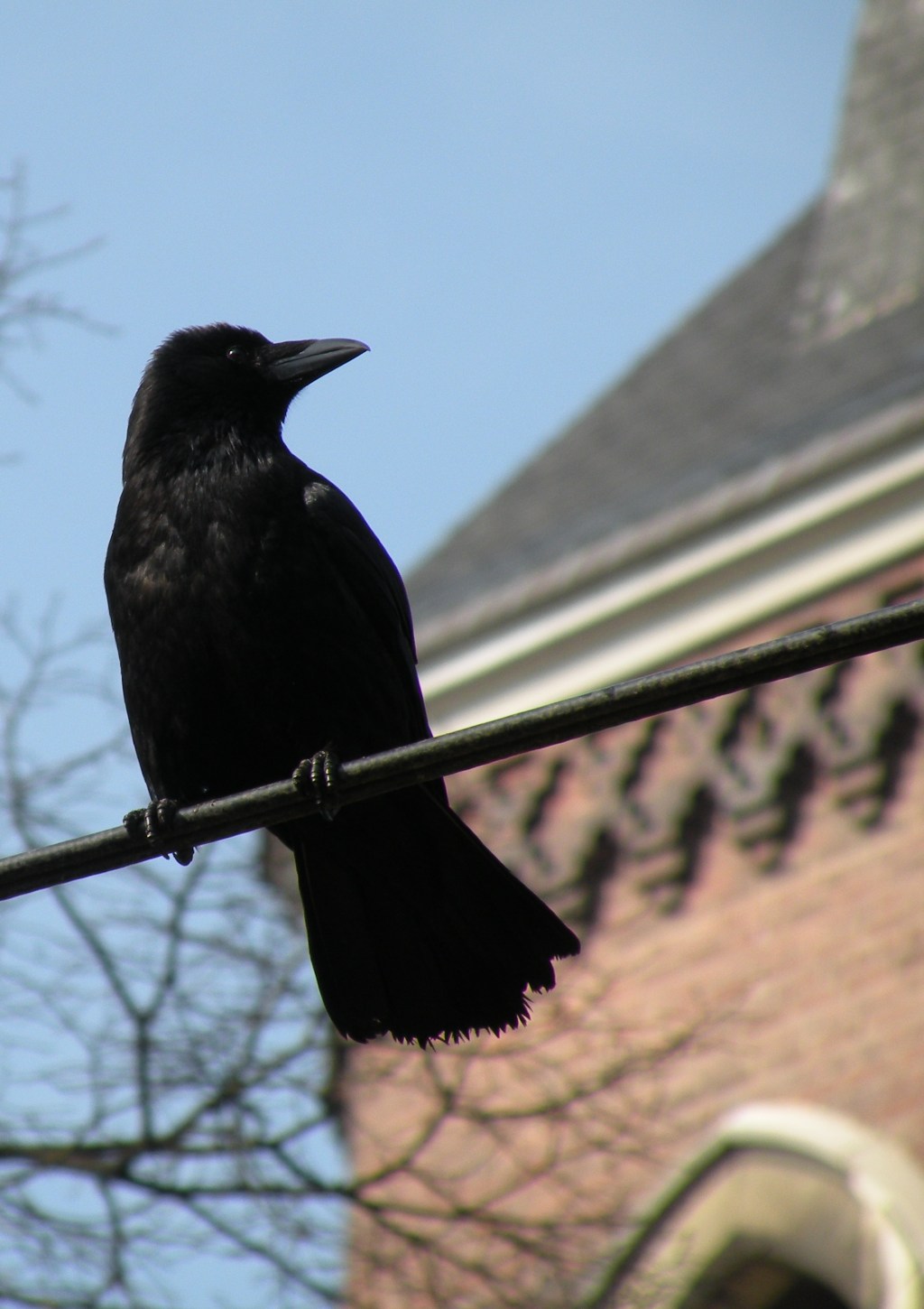 Simplement différent, une histoire sur les&nbsp;oiseaux