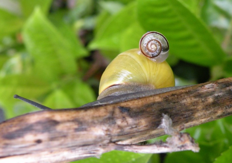 Scar l&rsquo;escargot, son&nbsp;histoire