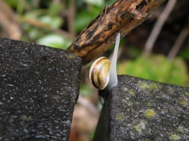 escargot mai 2012 (7)