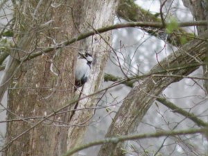 pic epeiche tambourine