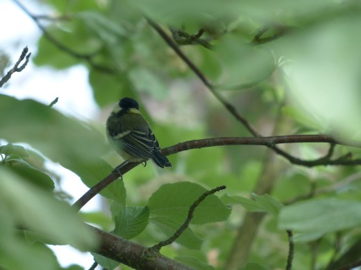 jeune mesange charbo