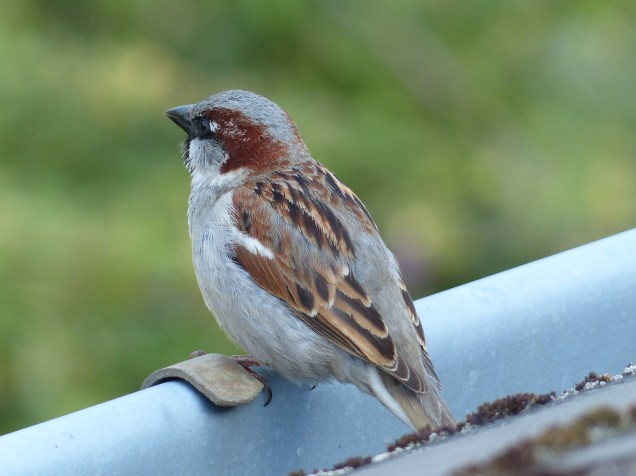 moineau dom. 27 05 2016 (12)
