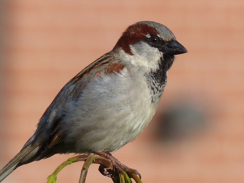 moineau dom. 27 05 2016 (4)