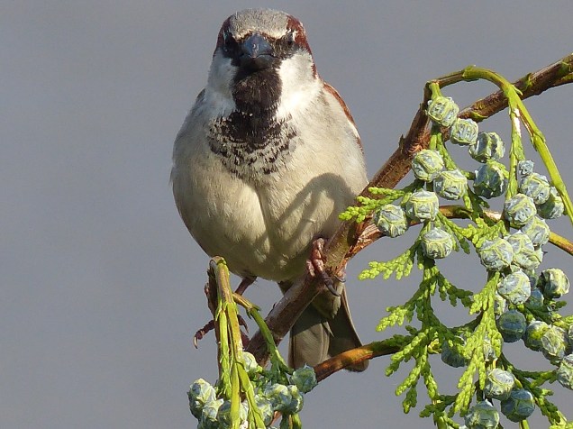 moineau dom. 27 05 2016 (6)