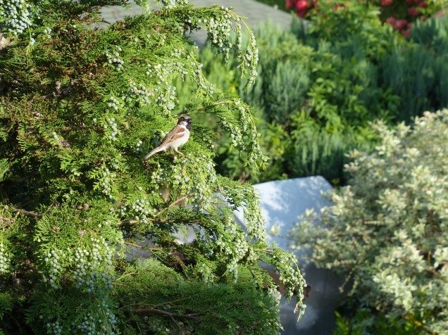 moineau dom. 27 05 2016 (8)