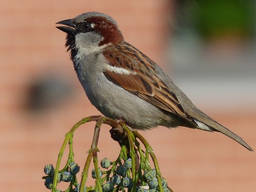 moineau dom. 27 05 2016 (9)