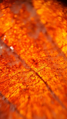 photo feuille hiver.jpg