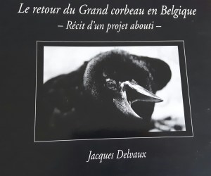Le retour du grand corbeau en Belgique