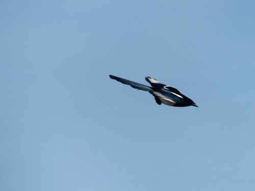 Pie bavarde qui voulait ressembler à un avion