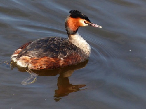 Grèbe huppé