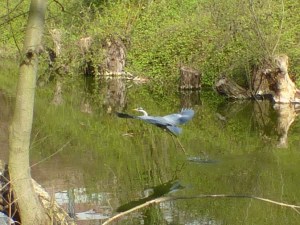 Héron cendré en vol