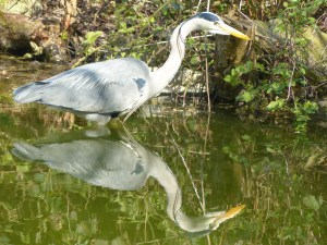 Héron cendré reflet