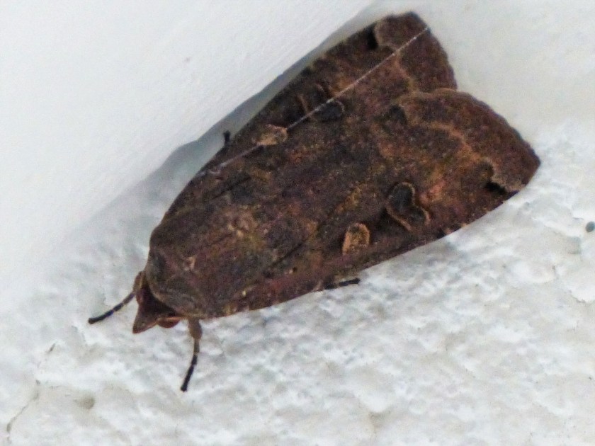 papillon nocturne (10)