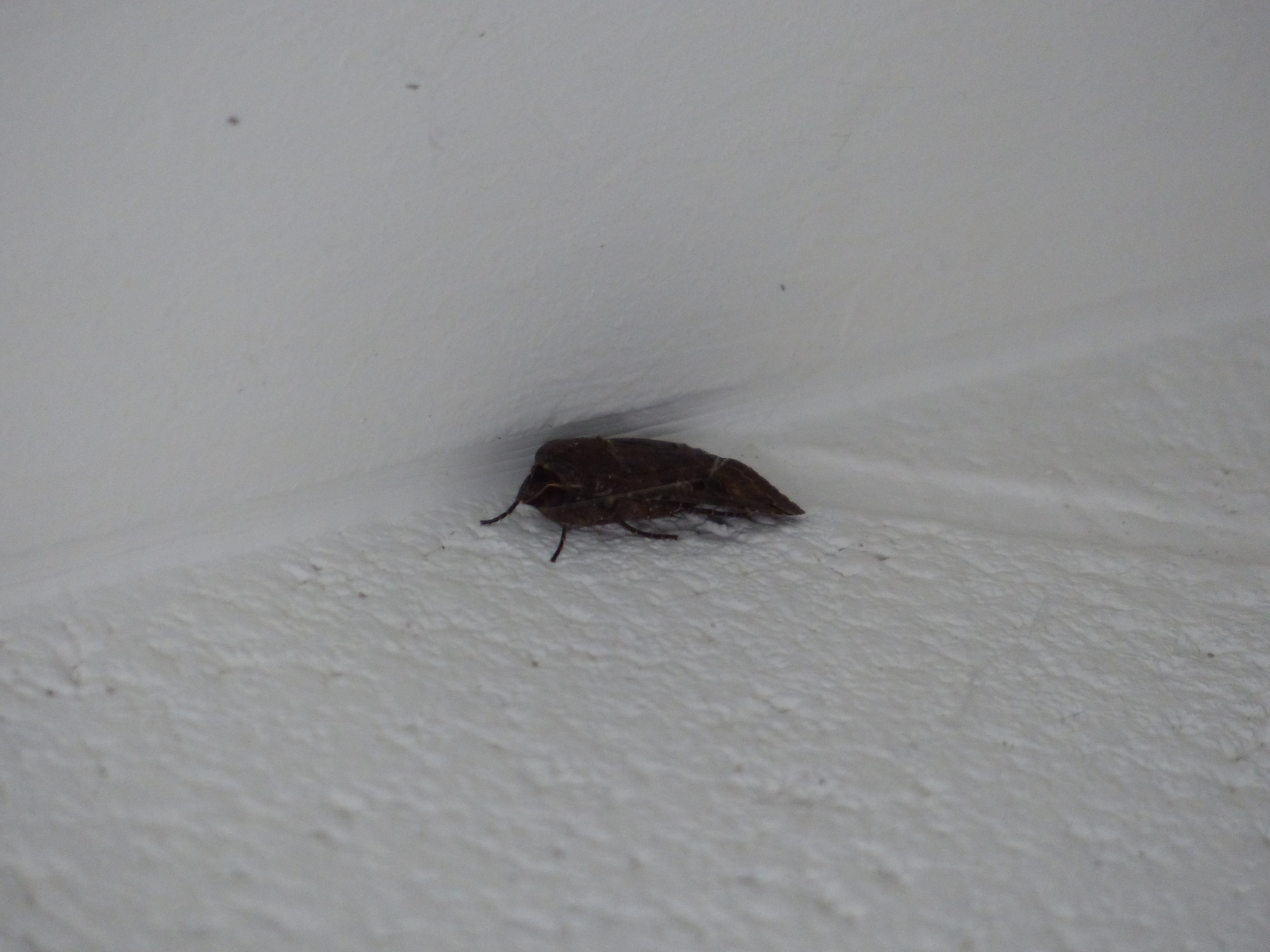 papillon nocturne (20)