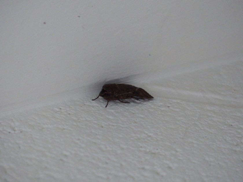 papillon nocturne (20)