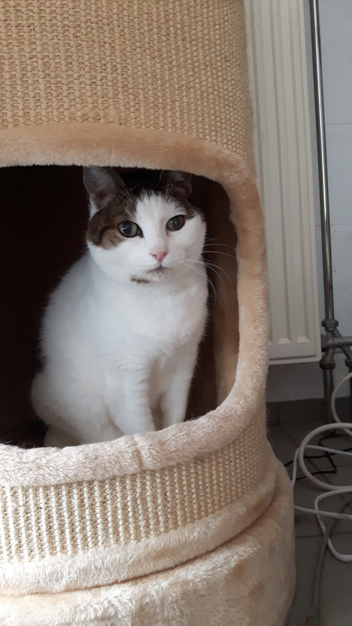 Cécité subite chez mon&nbsp;chat