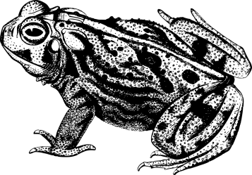 amphibian-1299381_1280