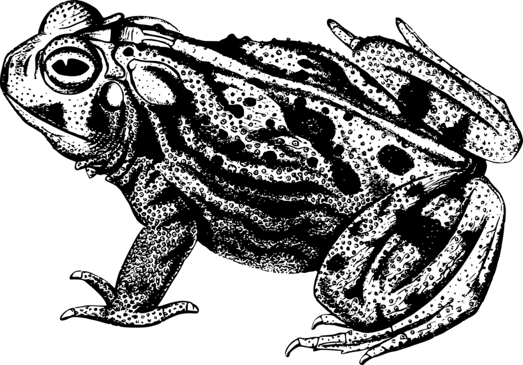 Le crapaud, la libellule et le serpent