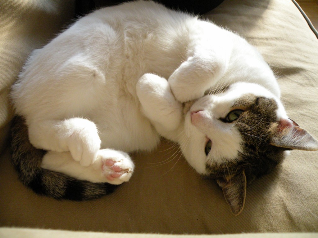 L&rsquo;écriture et les&nbsp;chats