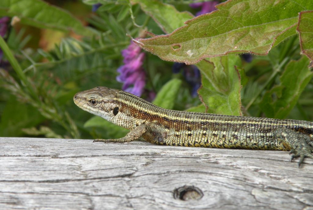 lezard