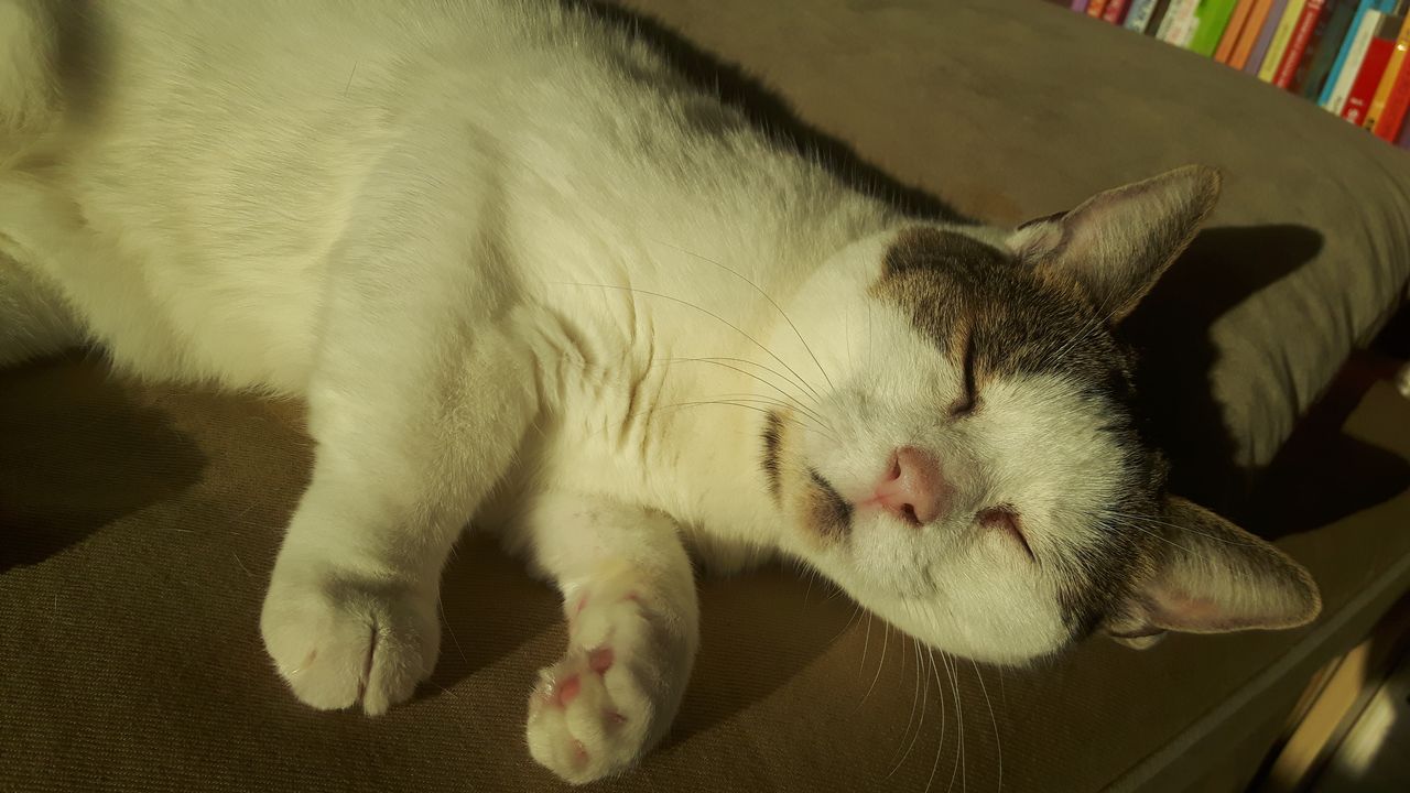 Chounaa (27)