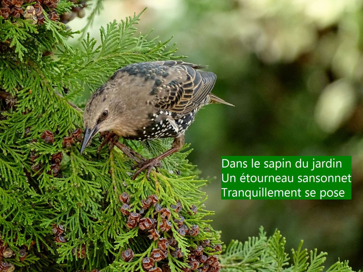 L&rsquo;étourneau sansonnet