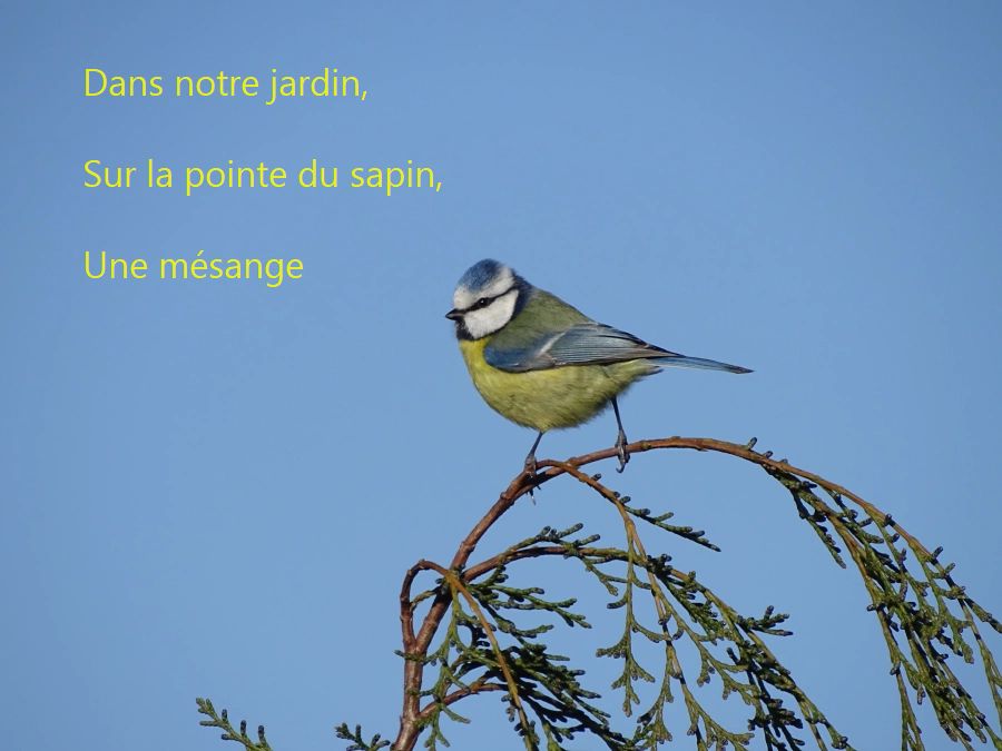 la nature en photos et en&nbsp;poésie