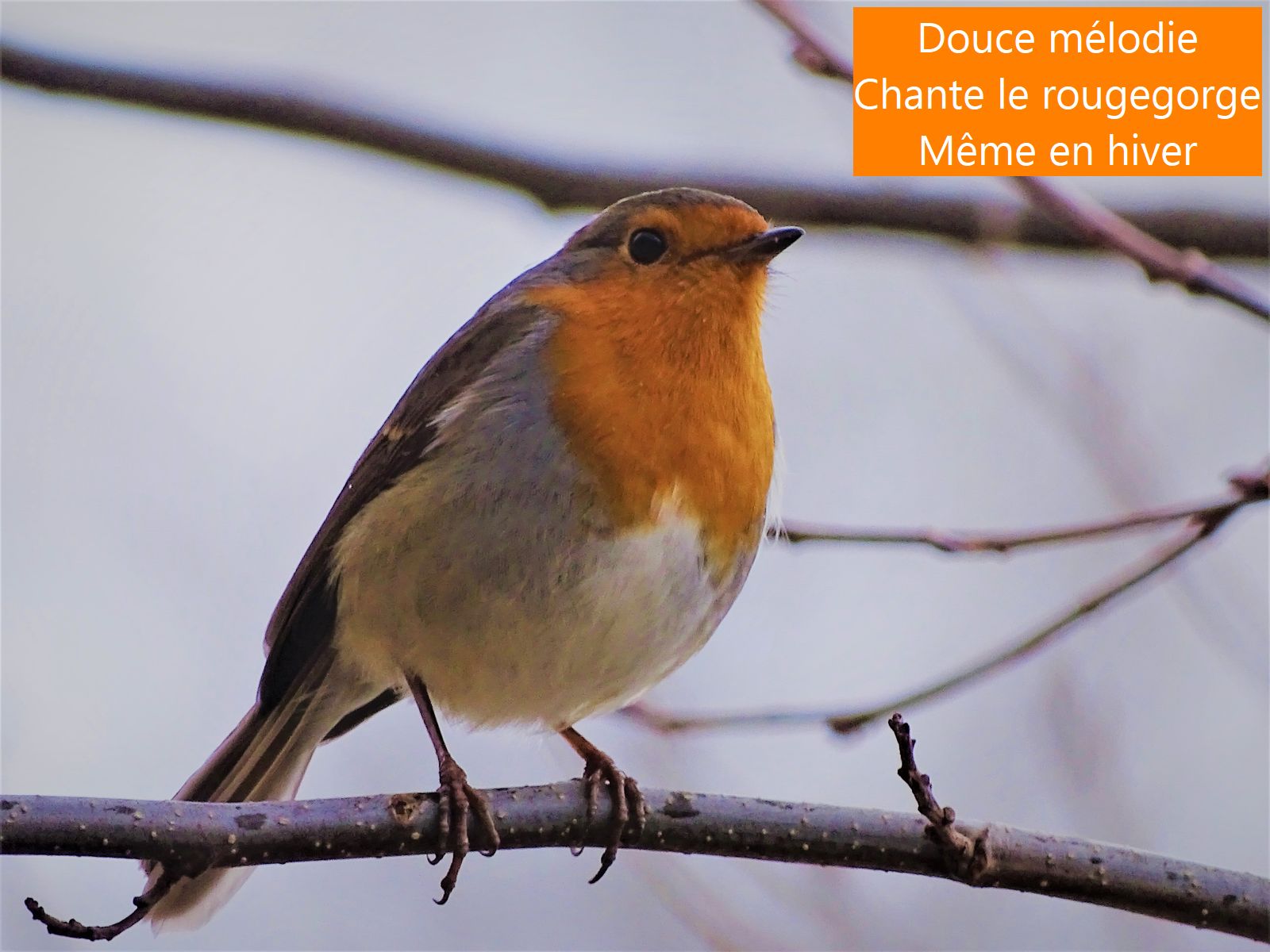 Le Rougegorge familier