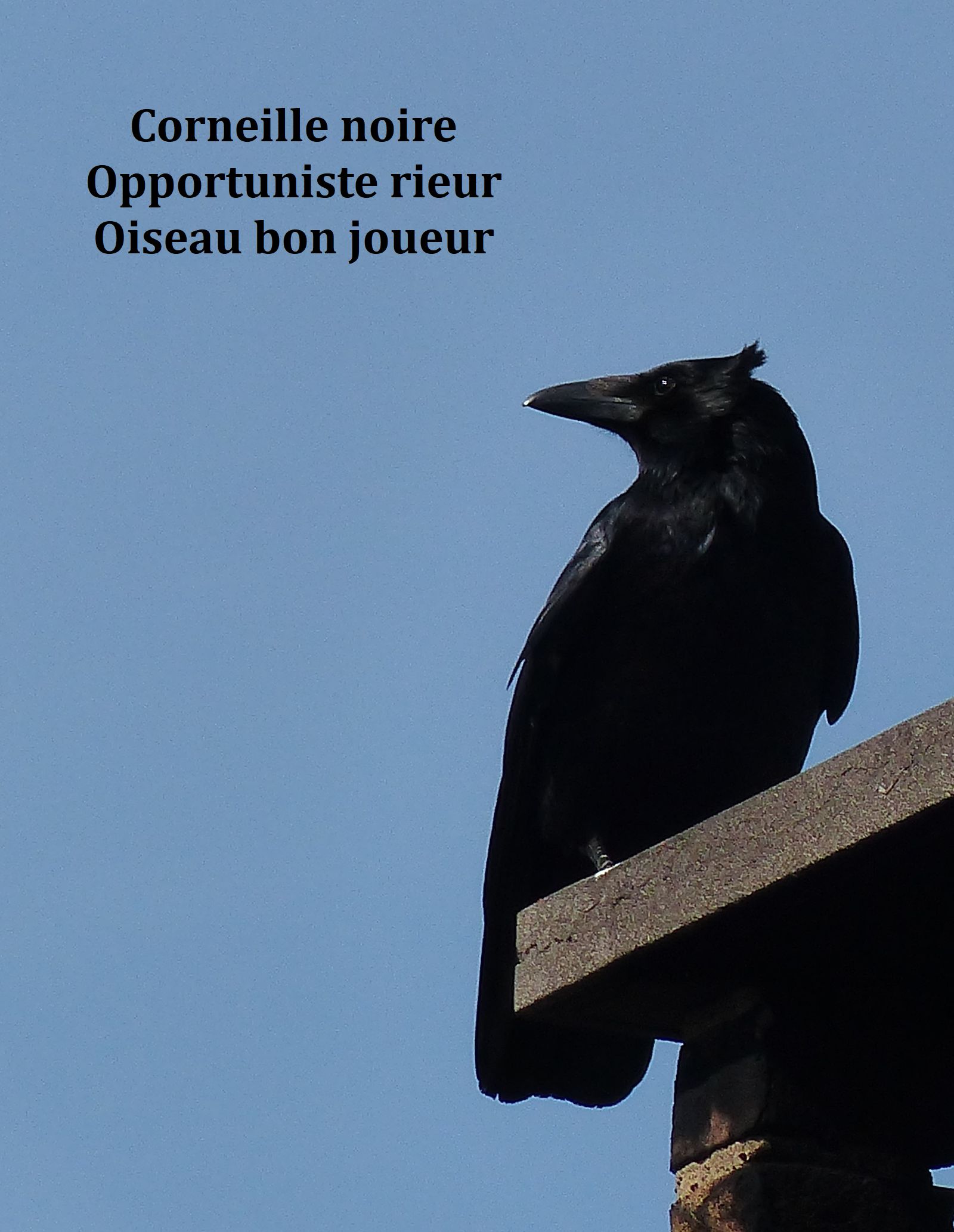 La langue des oiseaux, livre et photo&nbsp;poème