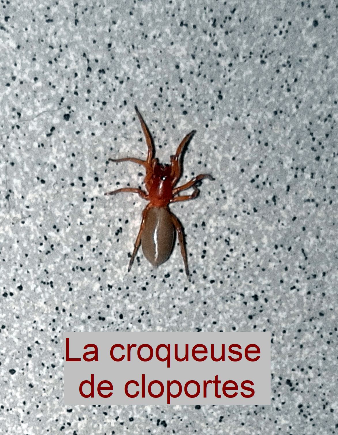 Une araignée dans le&nbsp;salon