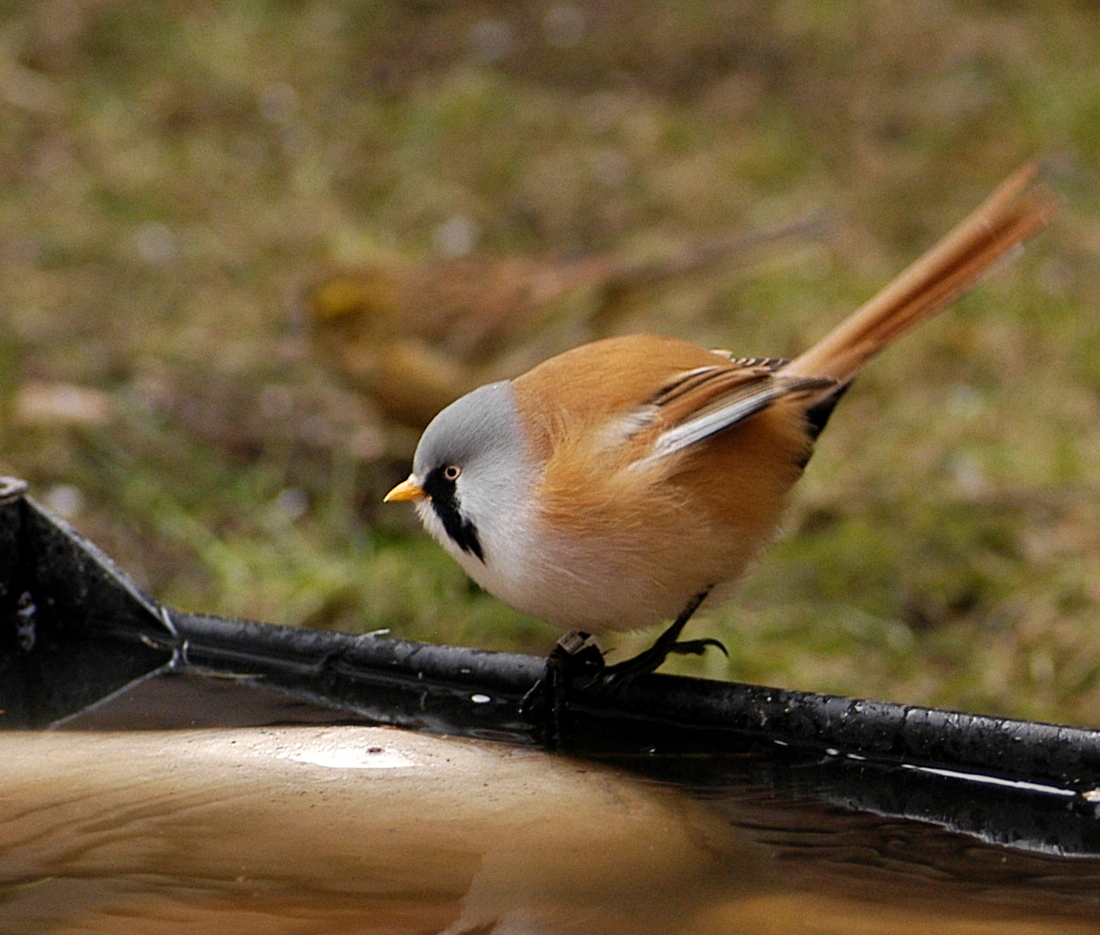 Rififi chez les&nbsp;mésanges
