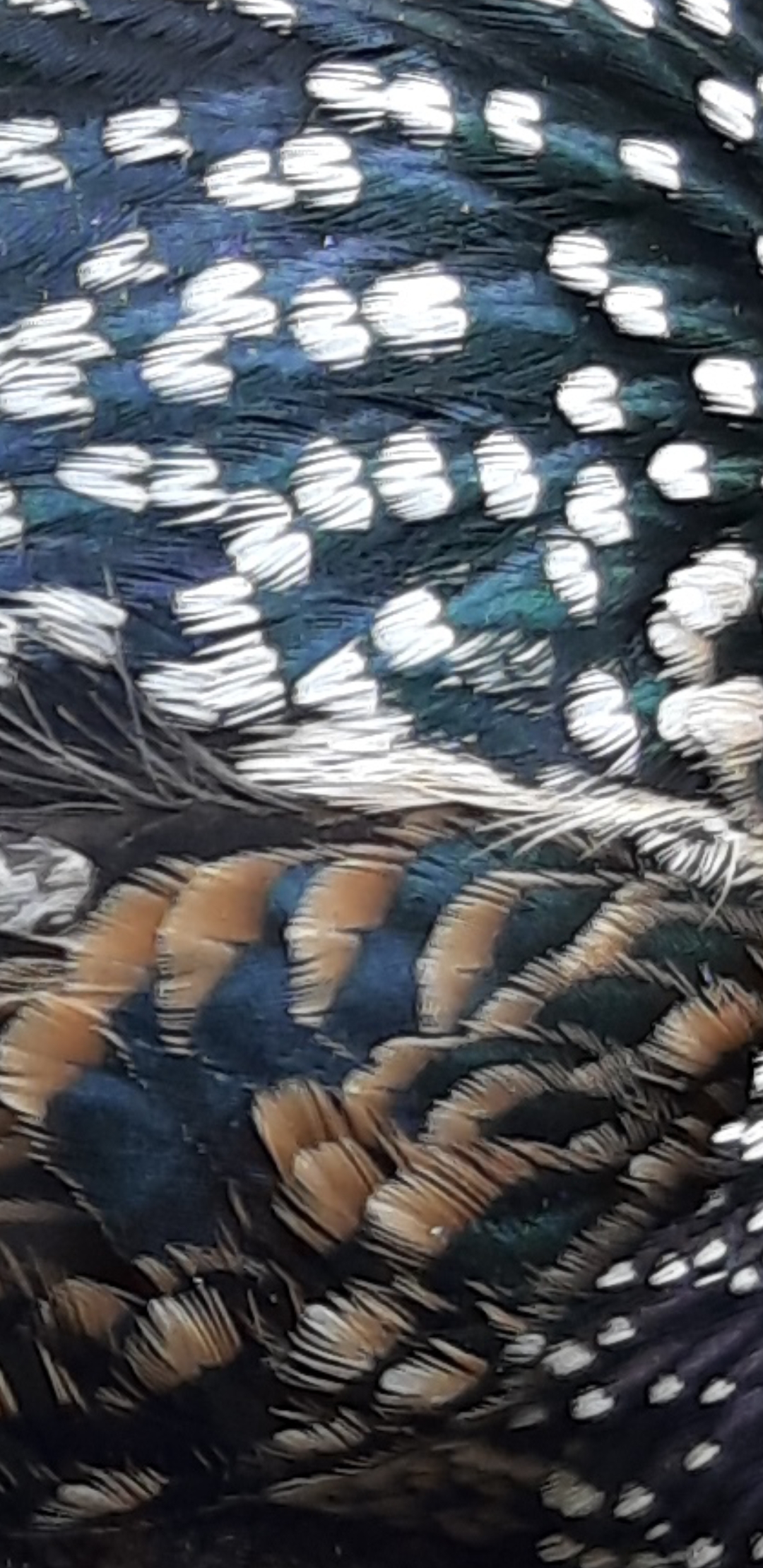 Immortaliser une mort