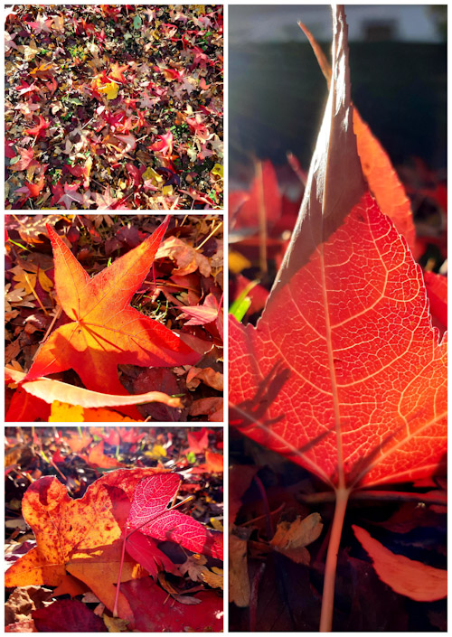 Sang d&rsquo;automne