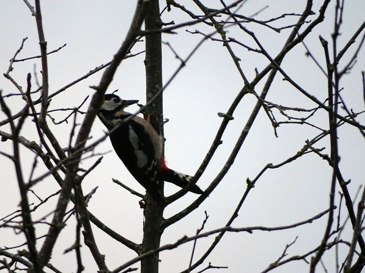 Photomots, pic épeiche