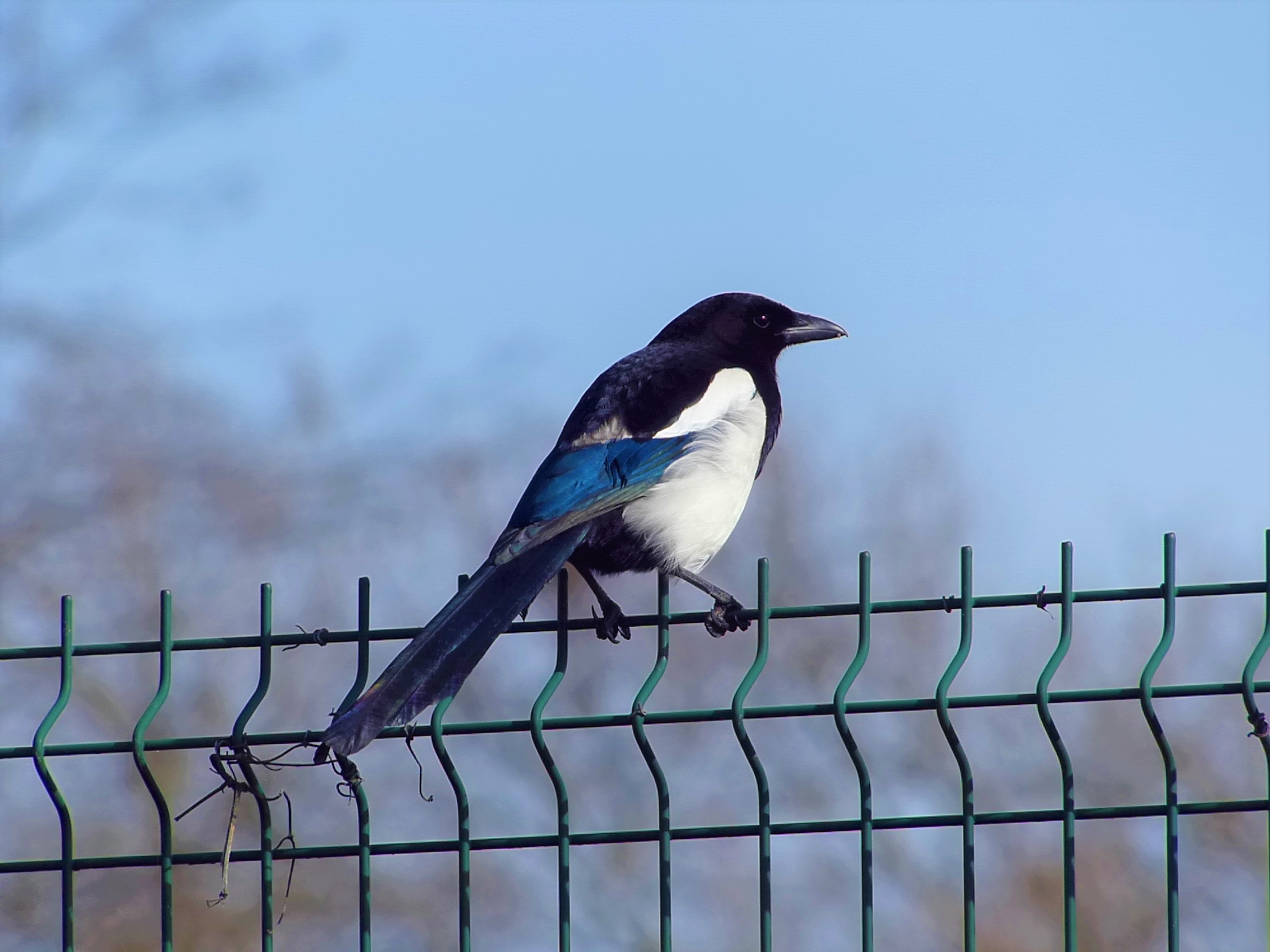 Écrivez un dialogue