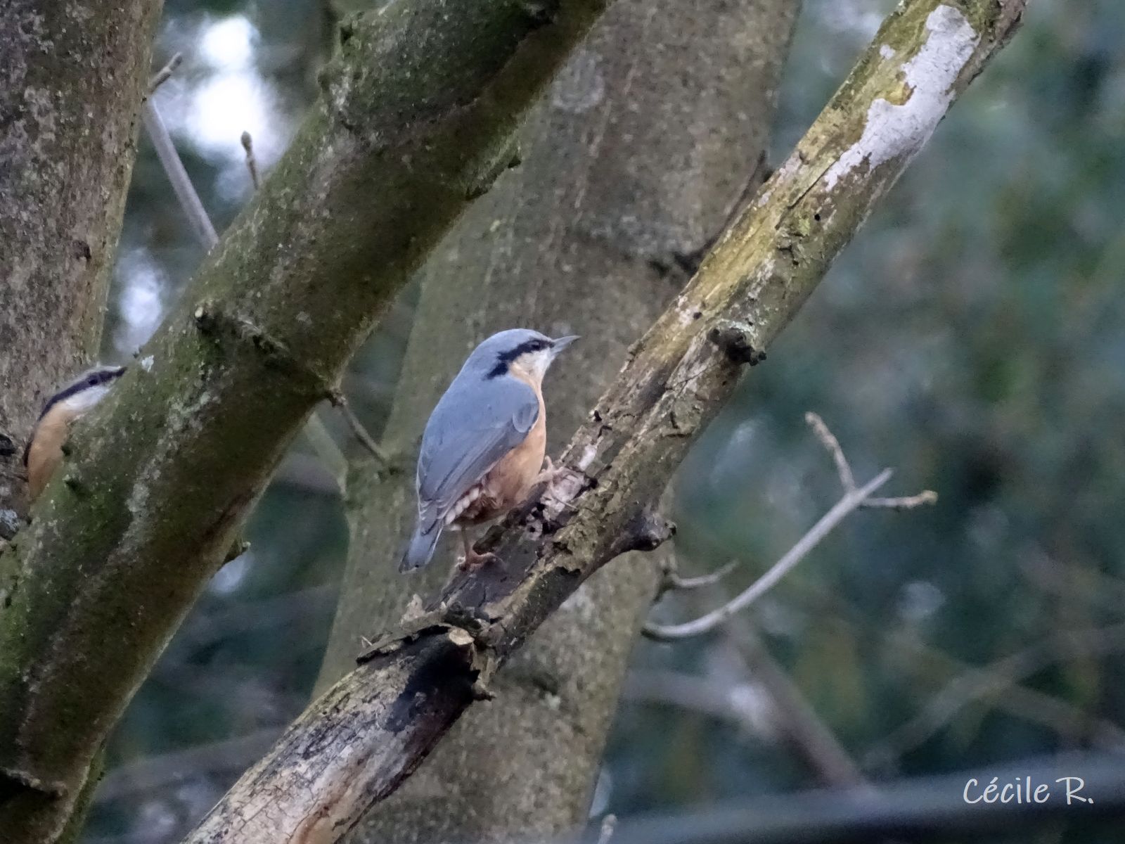 Photos d&rsquo;oiseaux à Liège&nbsp;(Chênée)