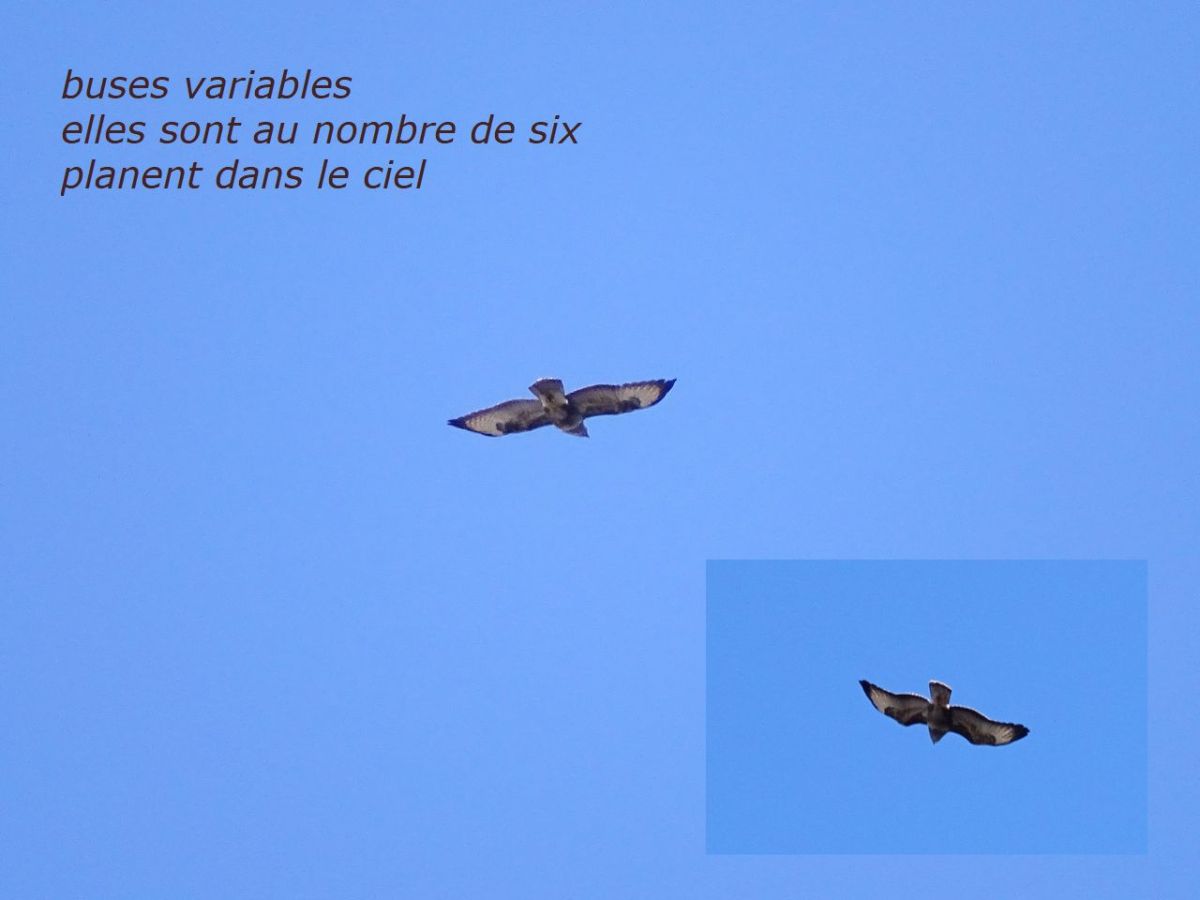 Mars en photos et&nbsp;haïkus