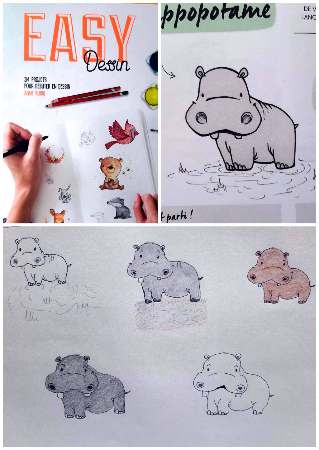 Hippopotame dans tous ses&nbsp;états