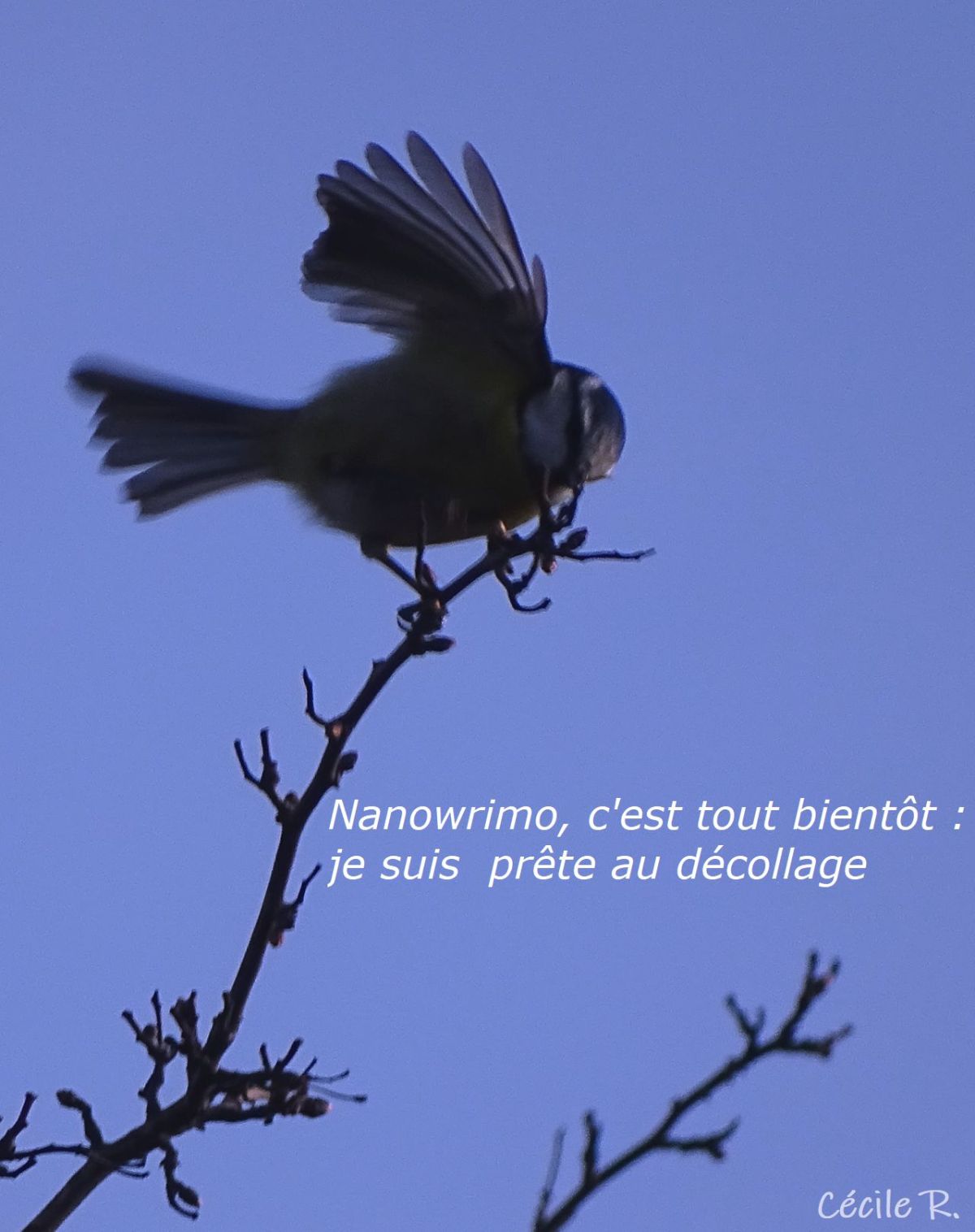 Nanowrimo en avril, sur le&nbsp;fil