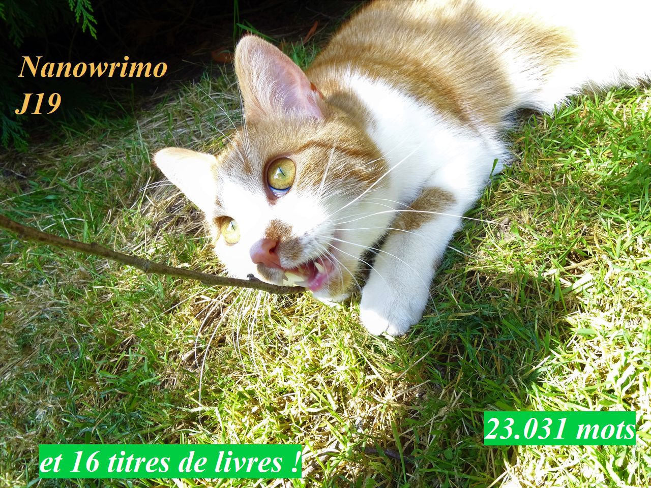 Nanowrimo J19, petit à&nbsp;petit…