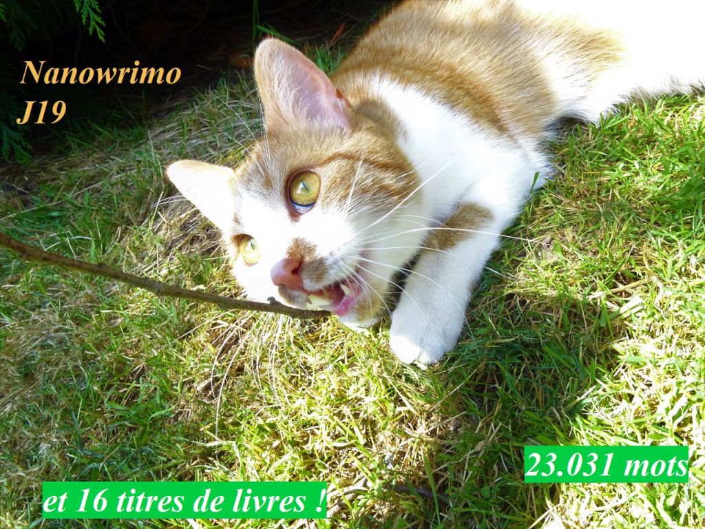 Nanowrimo J19, petit à&nbsp;petit…