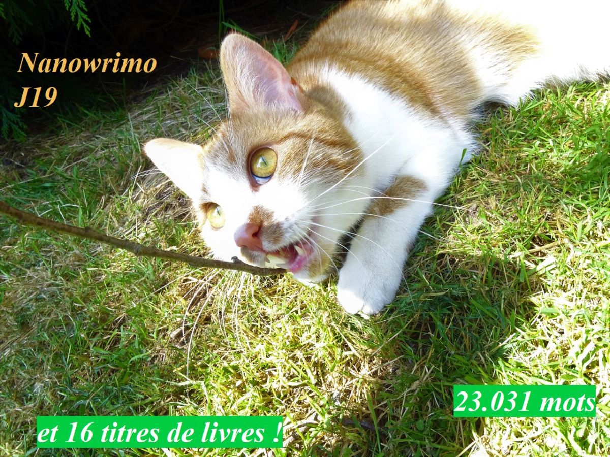 Nanowrimo J19, petit à&nbsp;petit…