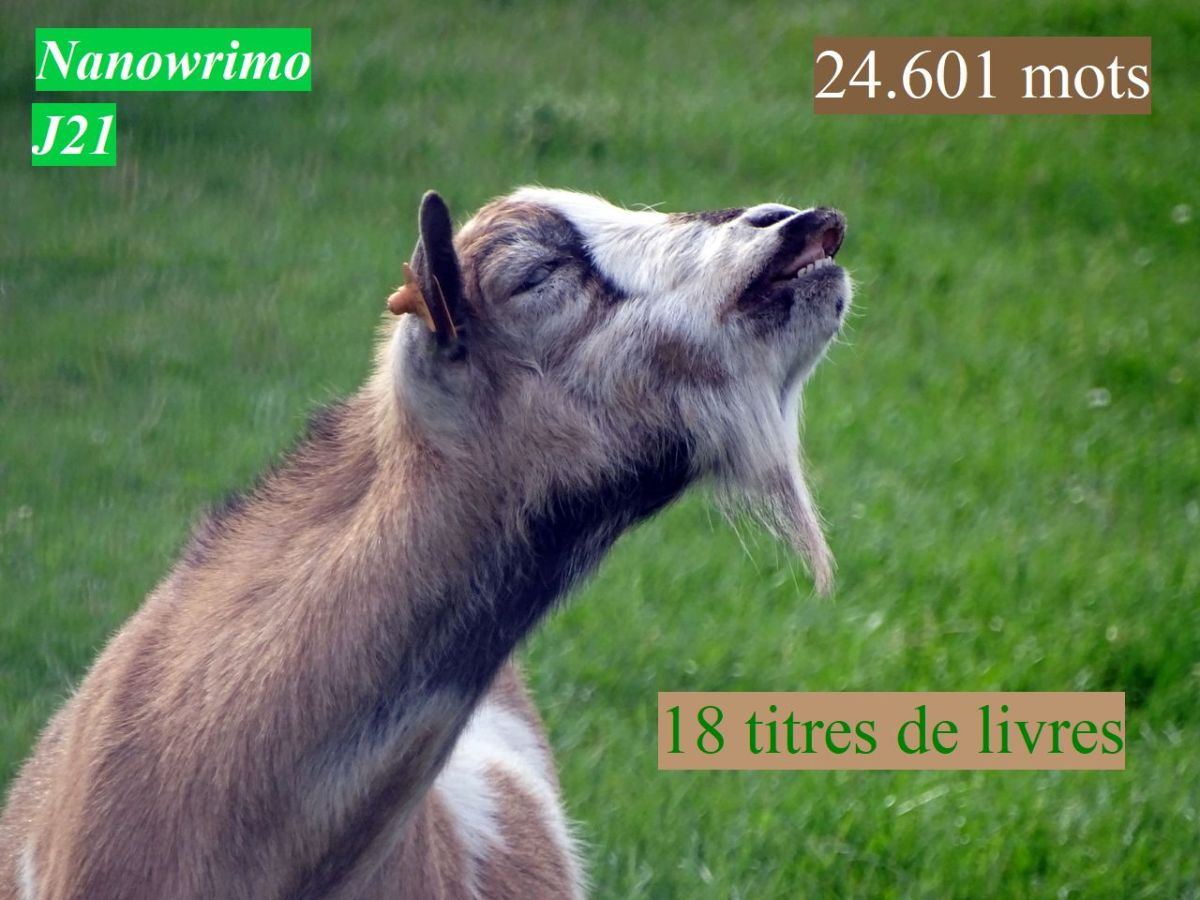 Nanowrimo J21 : un objectif bientôt&nbsp;atteint