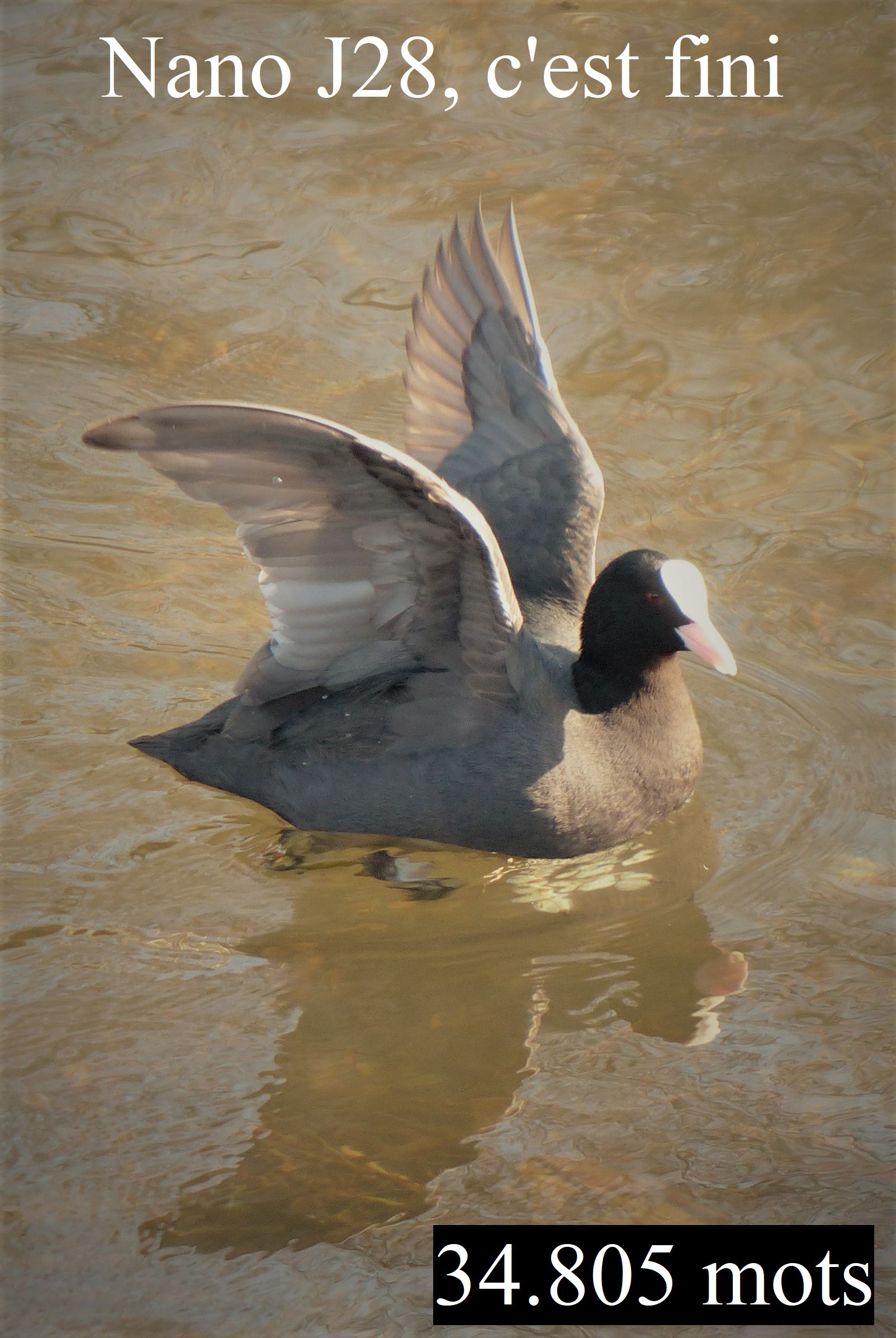 Nanowrimo J28 : c&rsquo;est fini&nbsp;!