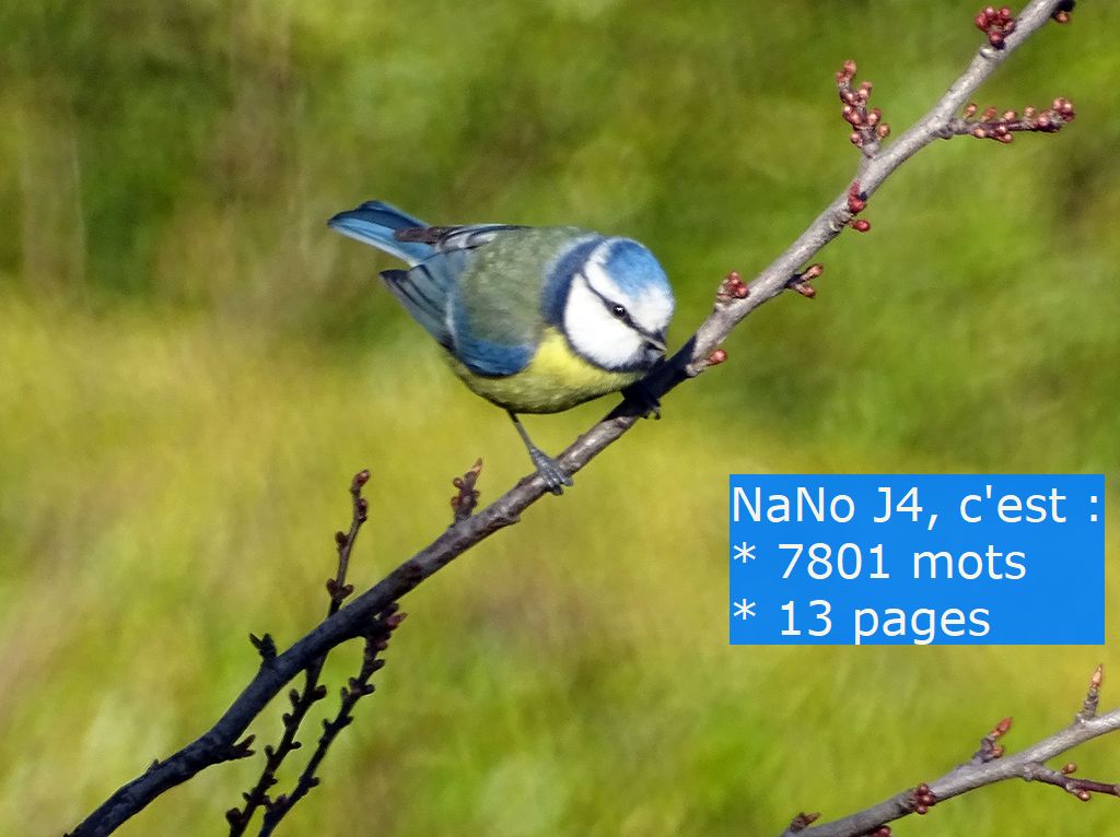 Nanowrimo J4 : trouver son&nbsp;rythme