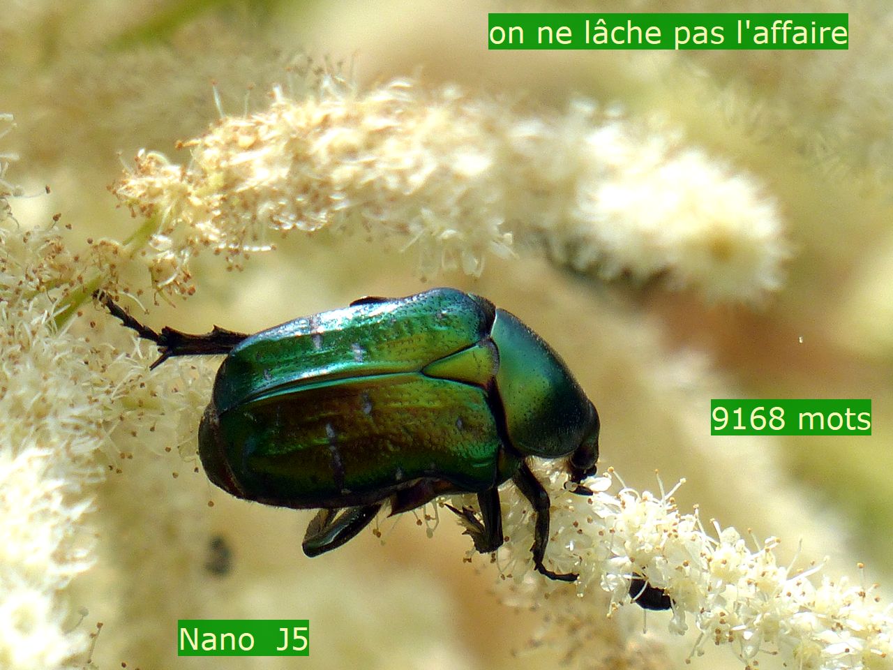 Nanowrimo J5 : rien ne sert de se presser, il faut écrire à&nbsp;temps