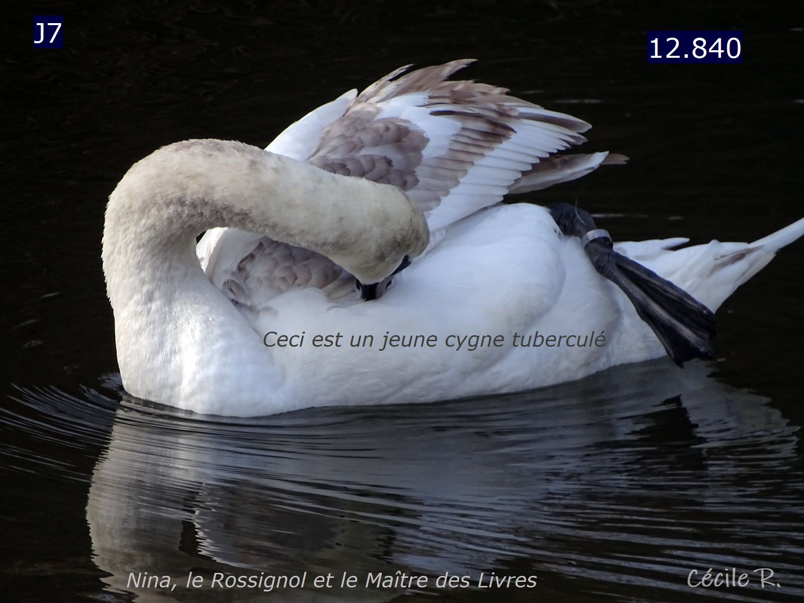 Nanowrimo J7 : lentement mais&nbsp;sûrement