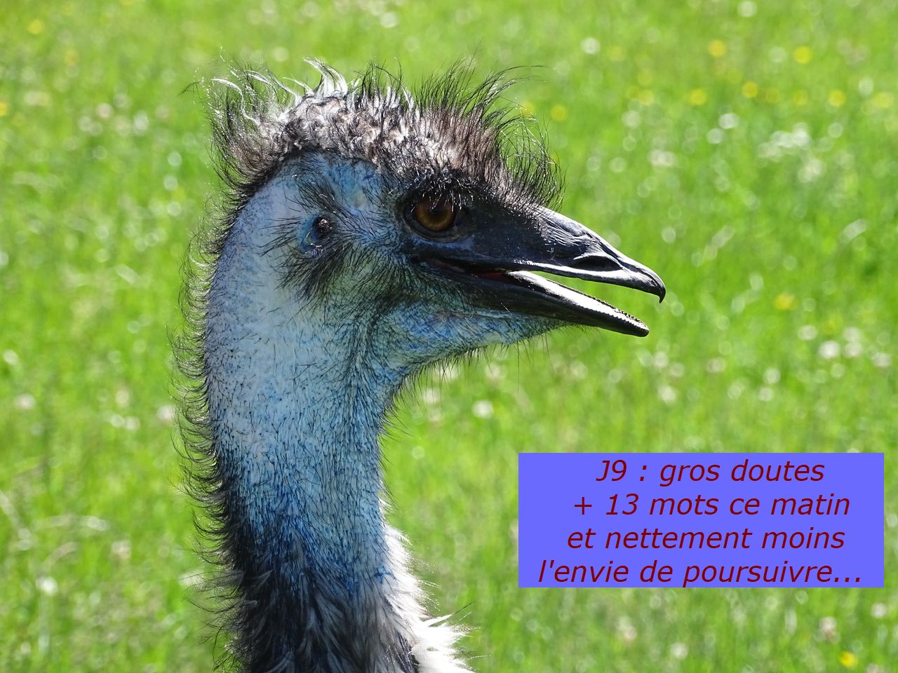 Nanowrimo J9 : je continue ou pas&nbsp;?